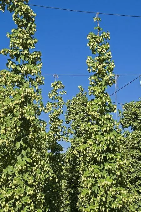 Fast Growing Trees See All Shrubs & Hedges Cascade Hops Plant 5 Fast Growing Trees See All Shrubs & Hedges Cascade Hops Plant