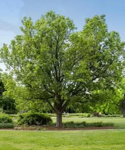 Fast Growing Trees Hackberry Tree