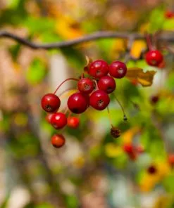 Fast Growing Trees Hackberry Tree 11 Fast Growing Trees Hackberry Tree
