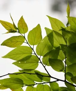 Fast Growing Trees Hackberry Tree 9 Fast Growing Trees Hackberry Tree