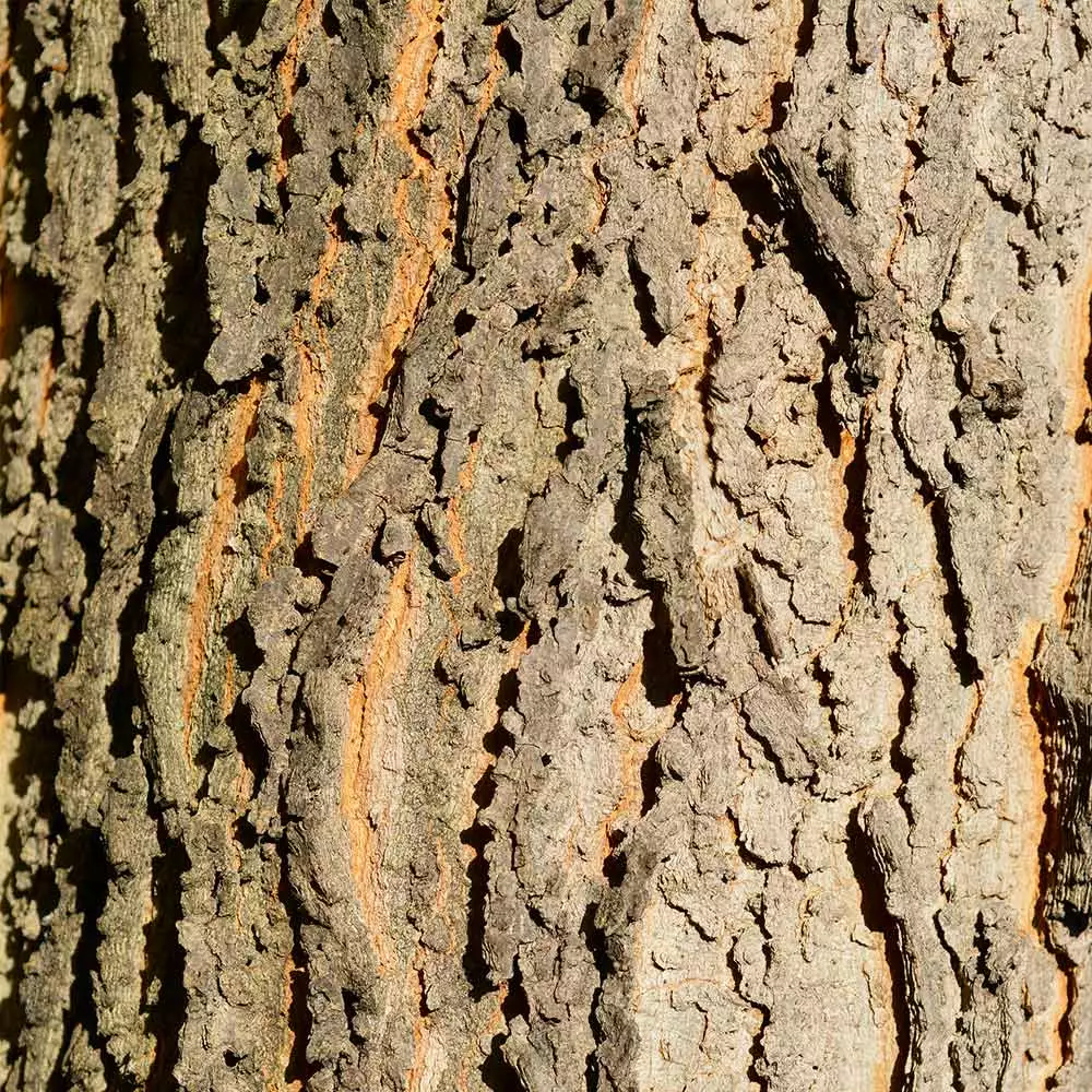 Fast Growing Trees Hackberry Tree 6 Fast Growing Trees Hackberry Tree