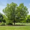 Fast Growing Trees Hackberry Tree 2 Fast Growing Trees Hackberry Tree