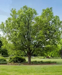 Fast Growing Trees Hackberry Tree