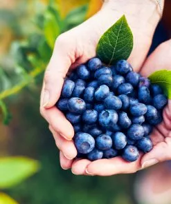 Fast Growing Trees Hannah's Choice Highbush Blueberry 8 Fast Growing Trees Hannah's Choice Highbush Blueberry