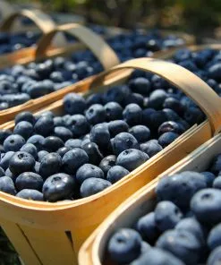 Fast Growing Trees Hannah's Choice Highbush Blueberry 9 Fast Growing Trees Hannah's Choice Highbush Blueberry