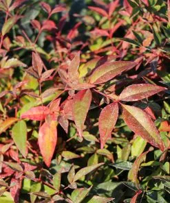 Fast Growing Trees Harbour Dwarf Nandina Shrub 8 Fast Growing Trees Harbour Dwarf Nandina Shrub