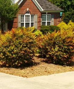 Fast Growing Trees Harbour Dwarf Nandina Shrub 9 Fast Growing Trees Harbour Dwarf Nandina Shrub