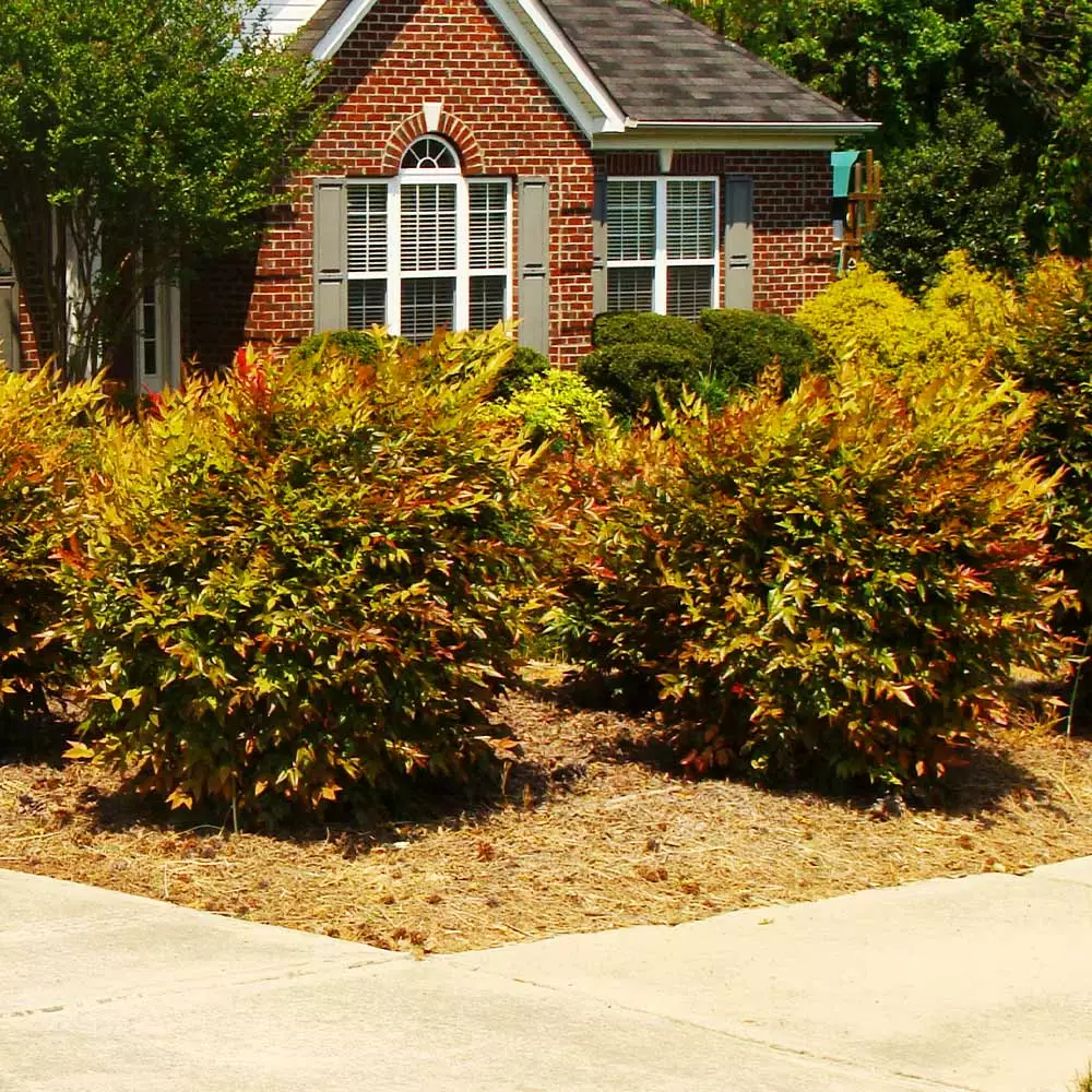 Fast Growing Trees Harbour Dwarf Nandina Shrub 6 Fast Growing Trees Harbour Dwarf Nandina Shrub