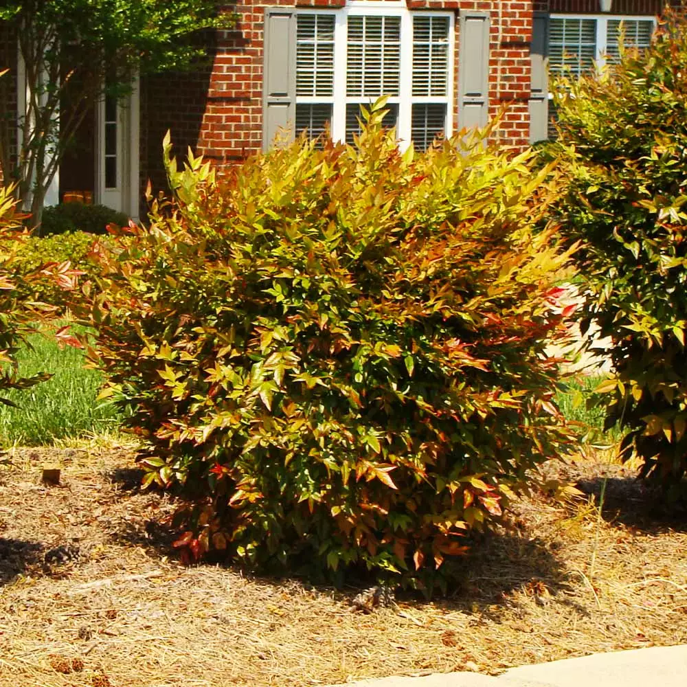 Fast Growing Trees Harbour Dwarf Nandina Shrub 4 Fast Growing Trees Harbour Dwarf Nandina Shrub
