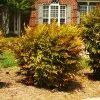 Fast Growing Trees Harbour Dwarf Nandina Shrub