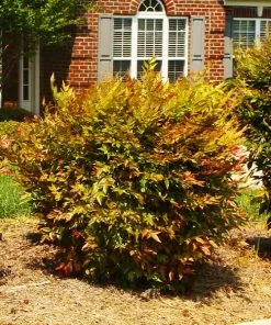 Fast Growing Trees Harbour Dwarf Nandina Shrub