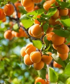 Fast Growing Trees Harcot Apricot Tree