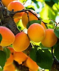Fast Growing Trees Harcot Apricot Tree 8 Fast Growing Trees Harcot Apricot Tree