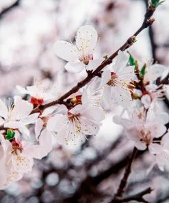 Fast Growing Trees Harcot Apricot Tree 9 Fast Growing Trees Harcot Apricot Tree