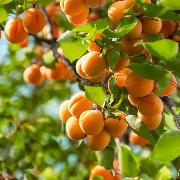 Fast Growing Trees Harcot Apricot Tree 3 Fast Growing Trees Harcot Apricot Tree
