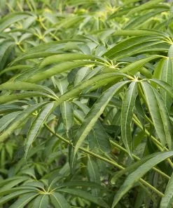 Fast Growing Trees See All House & Patio Winged Phoenix™ Hardy Schefflera 8 Fast Growing Trees See All House & Patio Winged Phoenix™ Hardy Schefflera