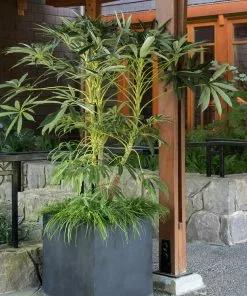 Fast Growing Trees See All House & Patio Winged Phoenix™ Hardy Schefflera