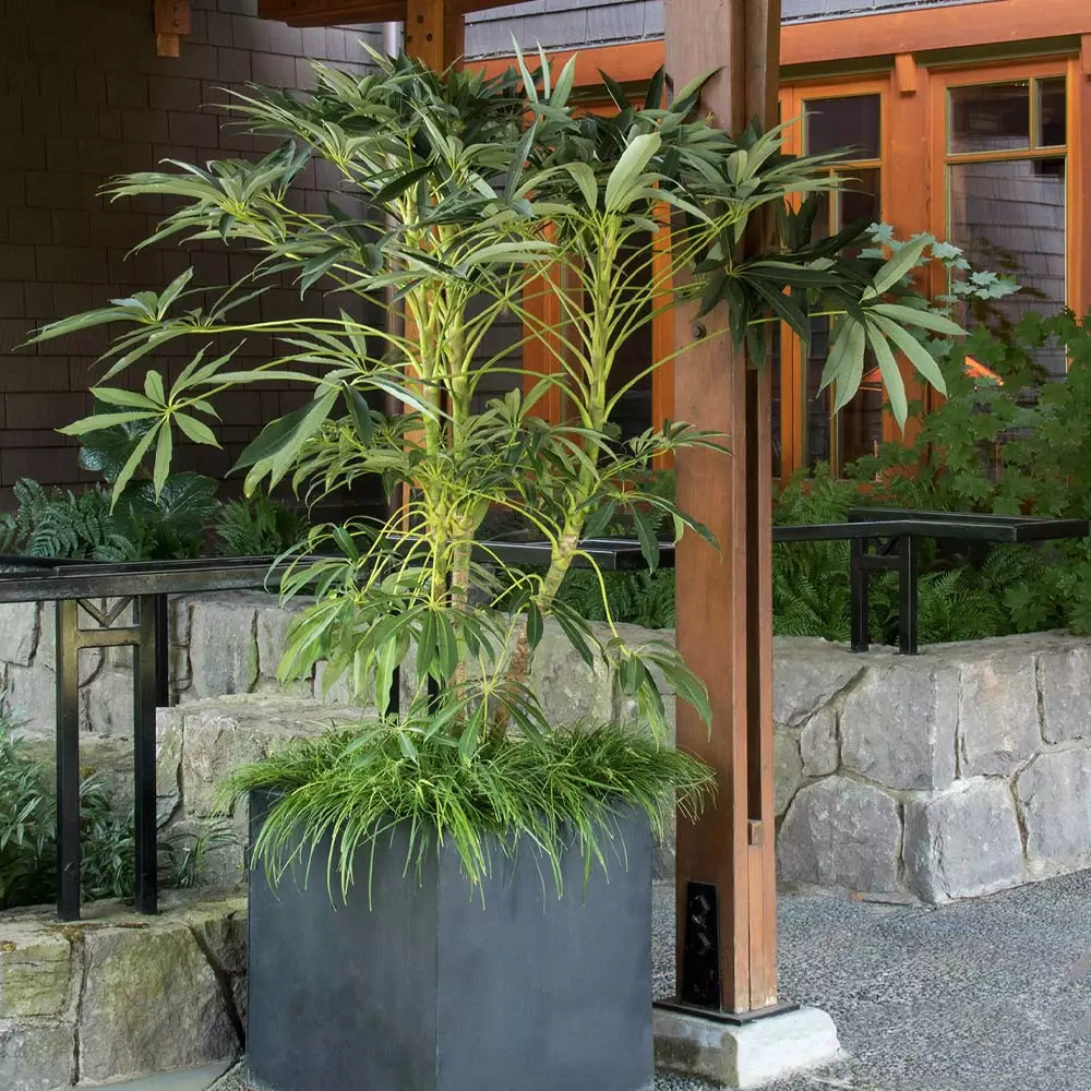Fast Growing Trees See All House & Patio Winged Phoenix™ Hardy Schefflera 4 Fast Growing Trees See All House & Patio Winged Phoenix™ Hardy Schefflera