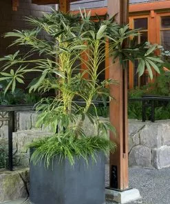 Fast Growing Trees See All House & Patio Winged Phoenix™ Hardy Schefflera