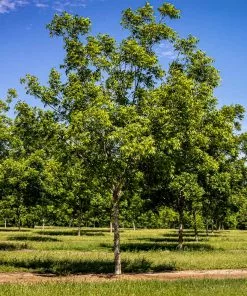 Fast Growing Trees Nut Trees Hardy Pecan 8 Fast Growing Trees Nut Trees Hardy Pecan