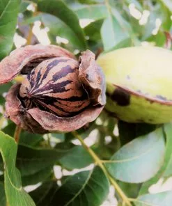 Fast Growing Trees Nut Trees Hardy Pecan