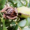 Fast Growing Trees Nut Trees Hardy Pecan 2 Fast Growing Trees Nut Trees Hardy Pecan