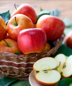 Fast Growing Trees Fuji & Haralson Twisted Apple Tree 11 Fast Growing Trees Fuji & Haralson Twisted Apple Tree