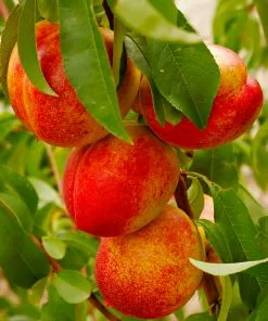 Fast Growing Trees Harko Nectarine Tree 7 Fast Growing Trees Harko Nectarine Tree