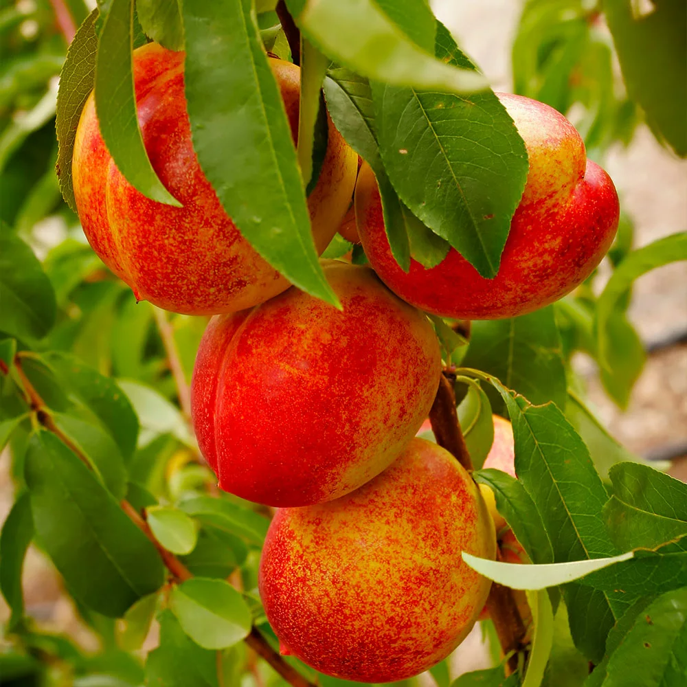 Fast Growing Trees Harko Nectarine Tree 4 Fast Growing Trees Harko Nectarine Tree