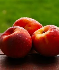 Fast Growing Trees Harko Nectarine Tree 8 Fast Growing Trees Harko Nectarine Tree