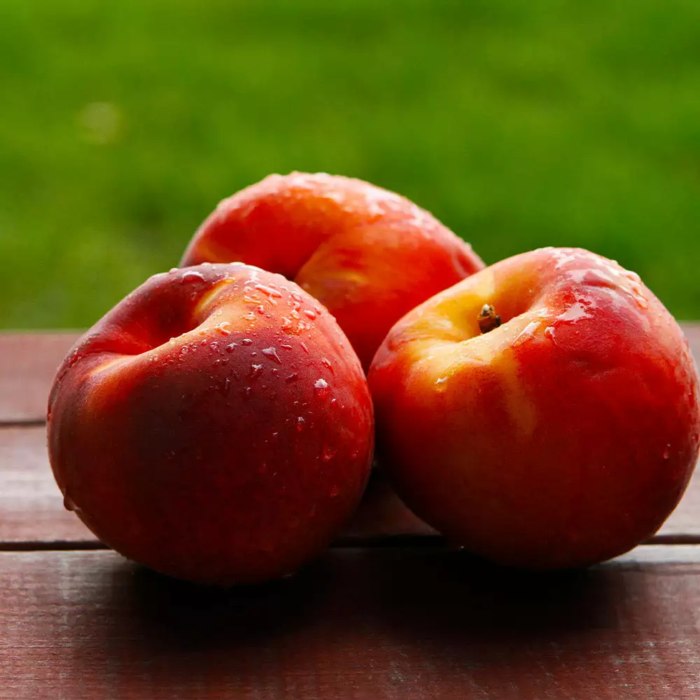 Fast Growing Trees Harko Nectarine Tree 5 Fast Growing Trees Harko Nectarine Tree