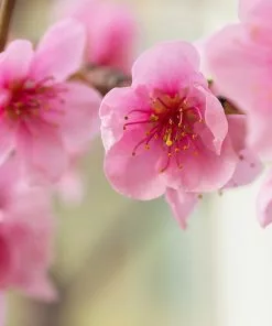 Fast Growing Trees Harko Nectarine Tree 9 Fast Growing Trees Harko Nectarine Tree