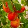 Fast Growing Trees Harko Nectarine Tree 1 Fast Growing Trees Harko Nectarine Tree