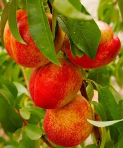 Fast Growing Trees Harko Nectarine Tree