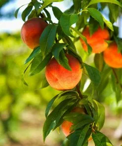 Fast Growing Trees Peach Trees Harvester Peach Tree - USDA Organic