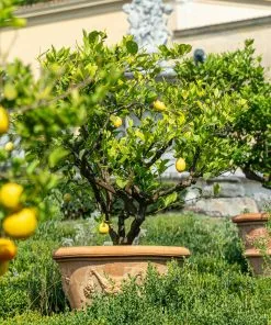 Fast Growing Trees Harvey Lemon Tree 8 Fast Growing Trees Harvey Lemon Tree