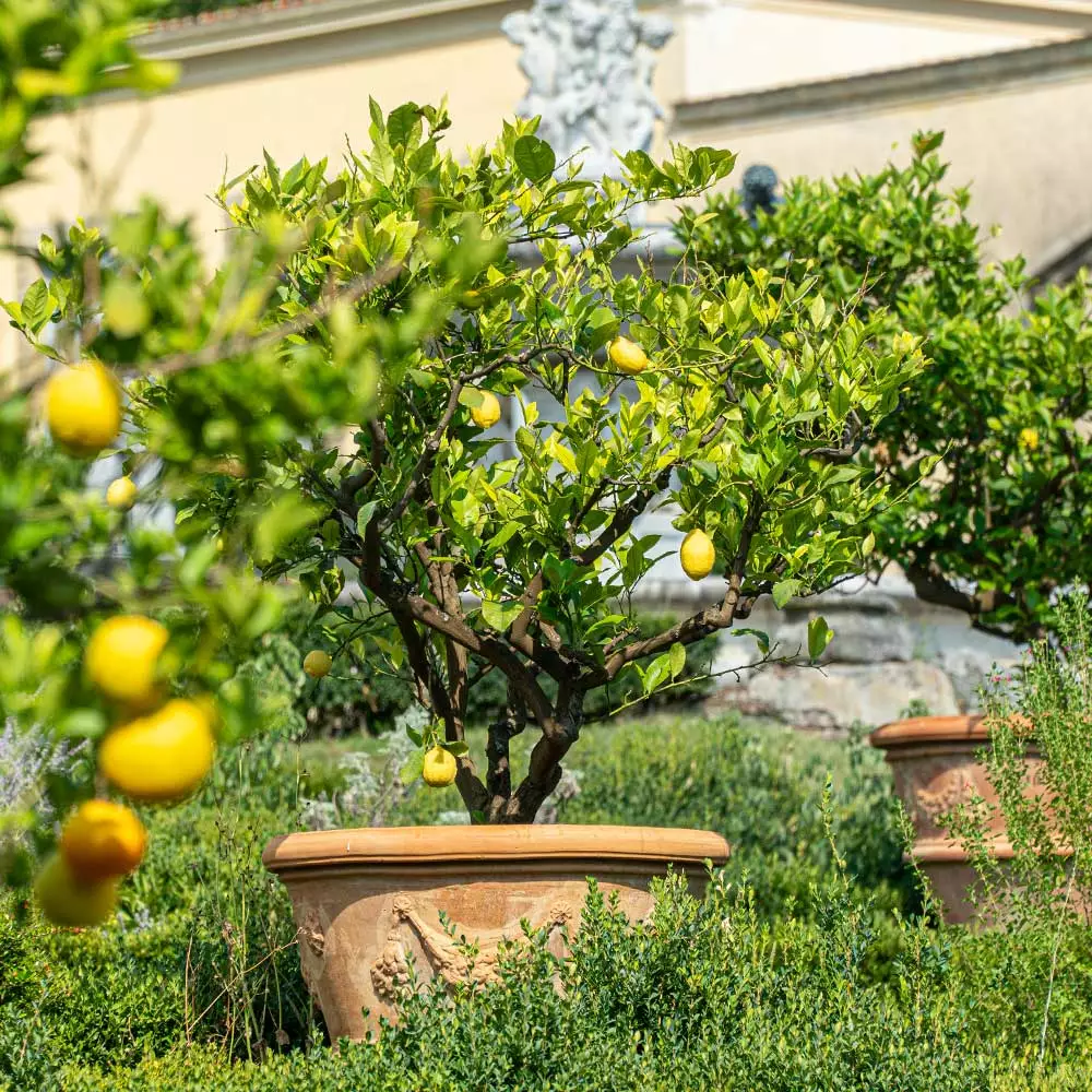 Fast Growing Trees Harvey Lemon Tree 5 Fast Growing Trees Harvey Lemon Tree