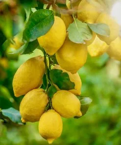 Fast Growing Trees Harvey Lemon Tree 9 Fast Growing Trees Harvey Lemon Tree