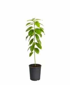 Fast Growing Trees Hass Avocado Tree 13 Fast Growing Trees Hass Avocado Tree