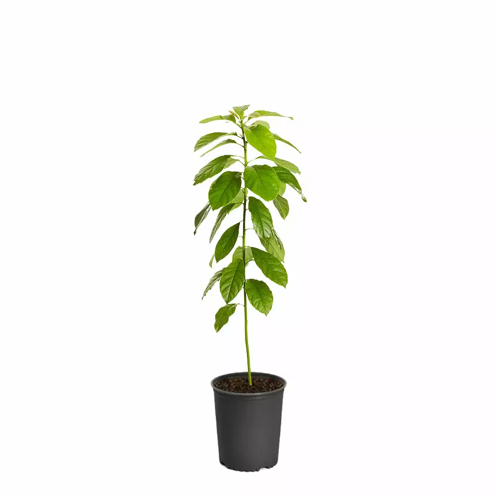 Fast Growing Trees Hass Avocado Tree 6 Fast Growing Trees Hass Avocado Tree