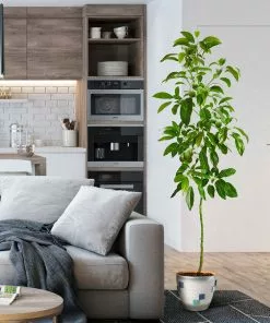 Fast Growing Trees Avocado Trees Smoothie Kit 15 Fast Growing Trees Avocado Trees Smoothie Kit