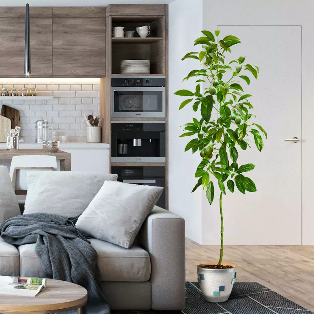 Fast Growing Trees Avocado Trees Smoothie Kit 8 Fast Growing Trees Avocado Trees Smoothie Kit