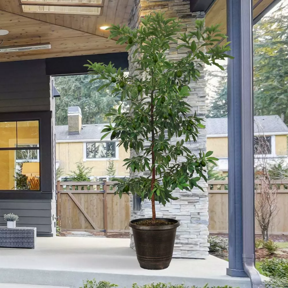 Fast Growing Trees Hass Avocado Tree 4 Fast Growing Trees Hass Avocado Tree