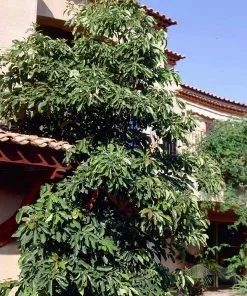 Fast Growing Trees Hass Avocado Tree 16 Fast Growing Trees Hass Avocado Tree
