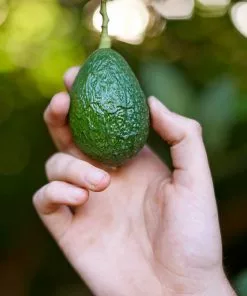 Fast Growing Trees Hass Avocado Tree 14 Fast Growing Trees Hass Avocado Tree