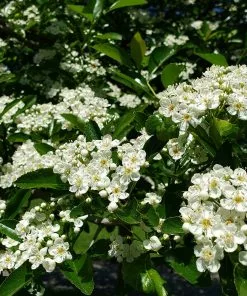 Fast Growing Trees Crusader® Hawthorn