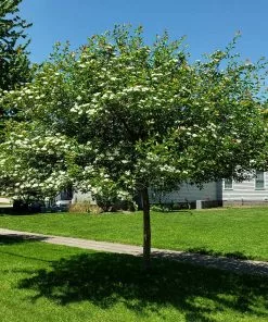 Fast Growing Trees Crusader® Hawthorn 9 Fast Growing Trees Crusader® Hawthorn