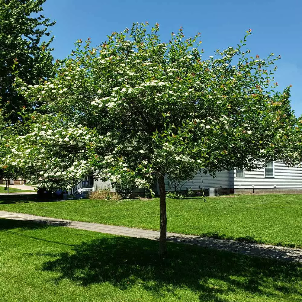 Fast Growing Trees Crusader® Hawthorn 5 Fast Growing Trees Crusader® Hawthorn