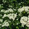 Fast Growing Trees Crusader® Hawthorn 1 Fast Growing Trees Crusader® Hawthorn