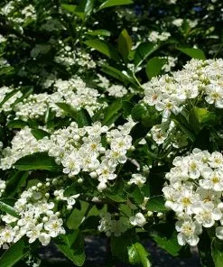 Fast Growing Trees Crusader® Hawthorn